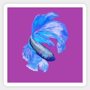 Siamese fighting fish Sticker